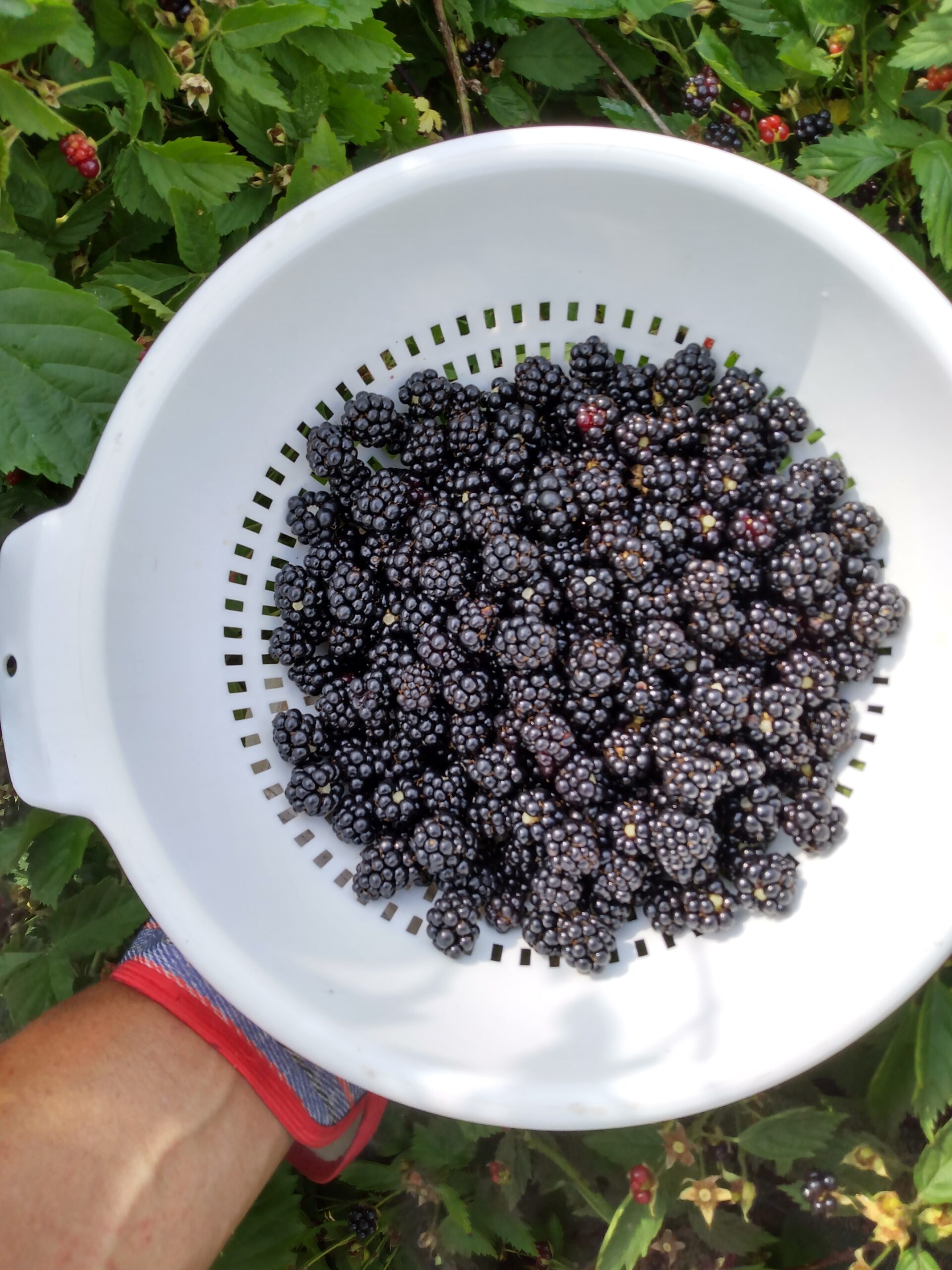 Boysenberries